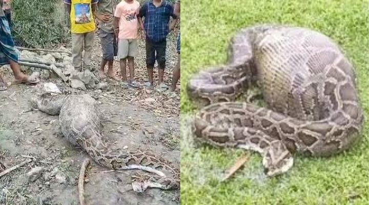 শরণখোলায় আস্ত ছাগল গিলে লোকালয়েই পড়ে ছিল সুন্দরবনের অজগর
